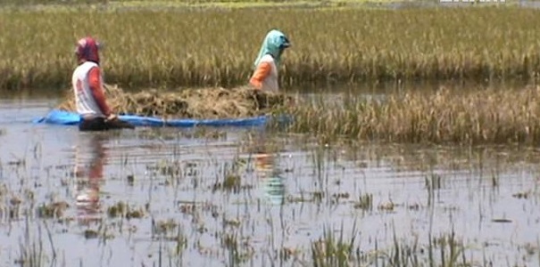 Lahan Terendam Banjir, Petani AUTP Dapat Ganti Rugi