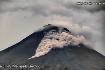 Awan Panas Gunung Merapi Meluncur Sejauh 1,5 Km