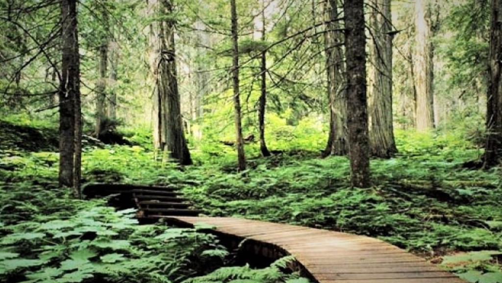 Kawasan Hutan Kota Himba Kahui Dikembangkan Jadi Ekowisata