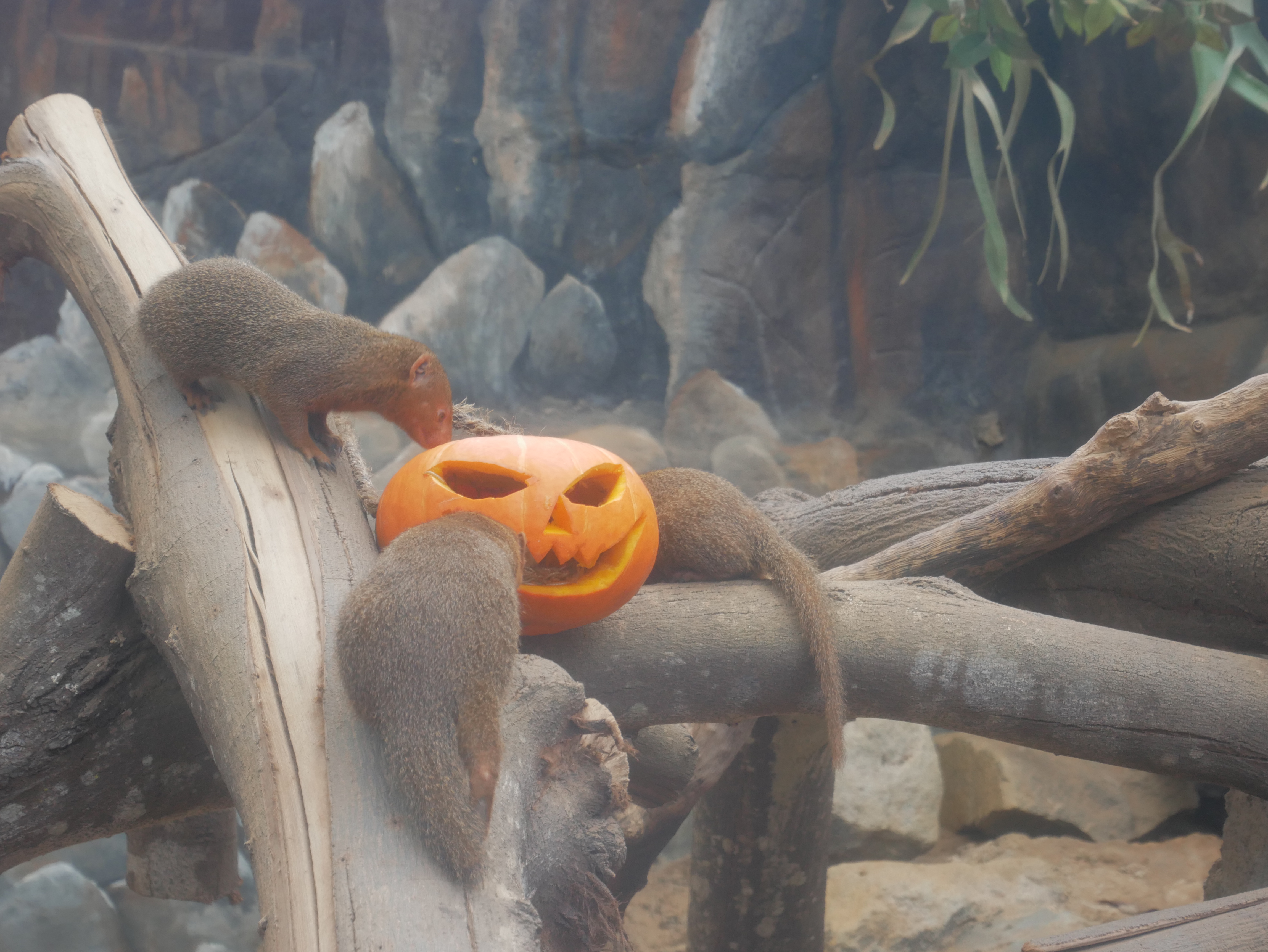 Rayakan Zoolloween, Batu Secret Zoo Ciptakan Pengalaman Lucu dan Seru Bagi Pengunjung