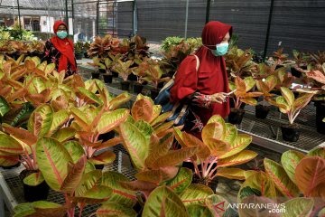 Wapres Ma'Ruf Amin Berharap Petani Aglaonema Bisa Penuhi Kebutuhan Dalam Negeri