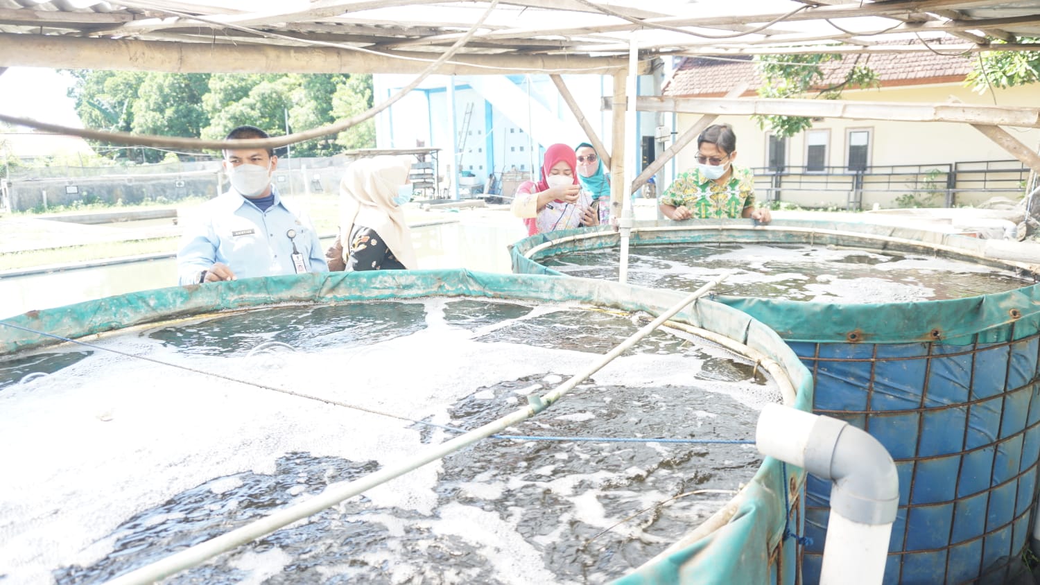Inovasi Kolam Bundar Bangkitkan Perekonomian Petani Udang