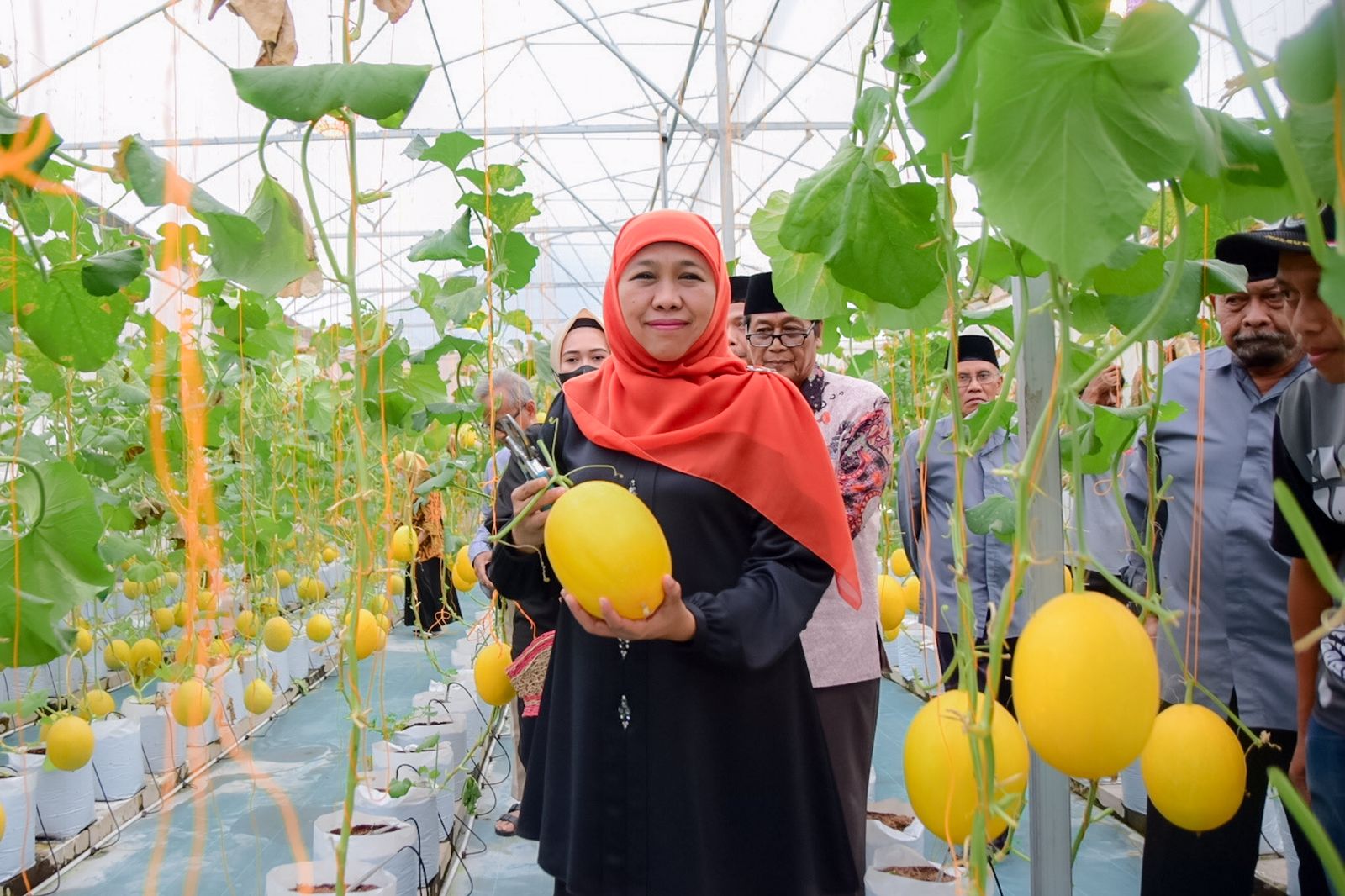 Gubernur Jatim Panen Tiga Varietas Golden Melon Masjid Al-Akbar Surabaya