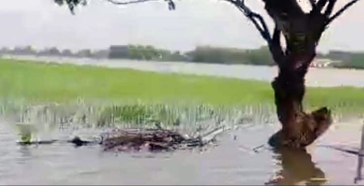 Puluhan Hektare Lahan Padi di Kesamben Jombang Terendam Banjir