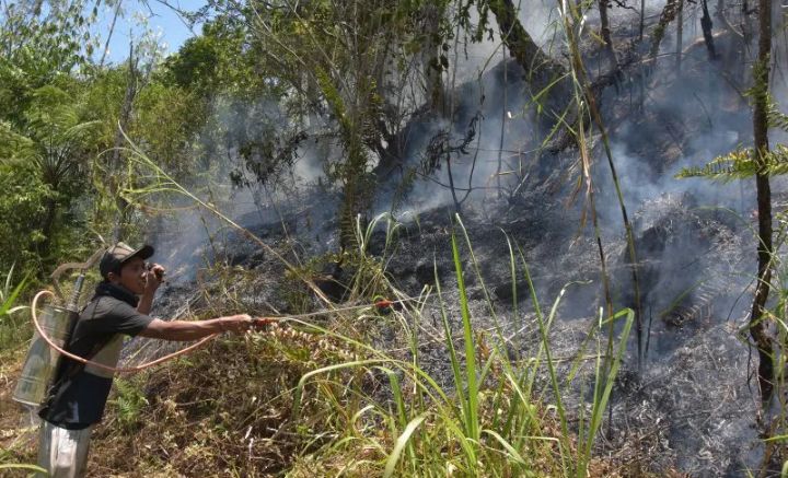 Waspada! BMKG Terbitkan Peringatan Dini Kebakaran Hutan di Bali
