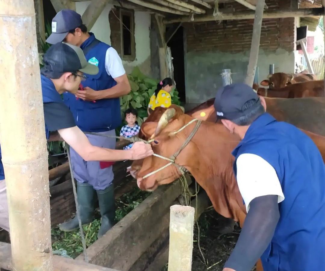 Ratusan Kasus LSD Serang Ternak di Kabupaten Malang, DPKH Imbau Warga Tak Panik